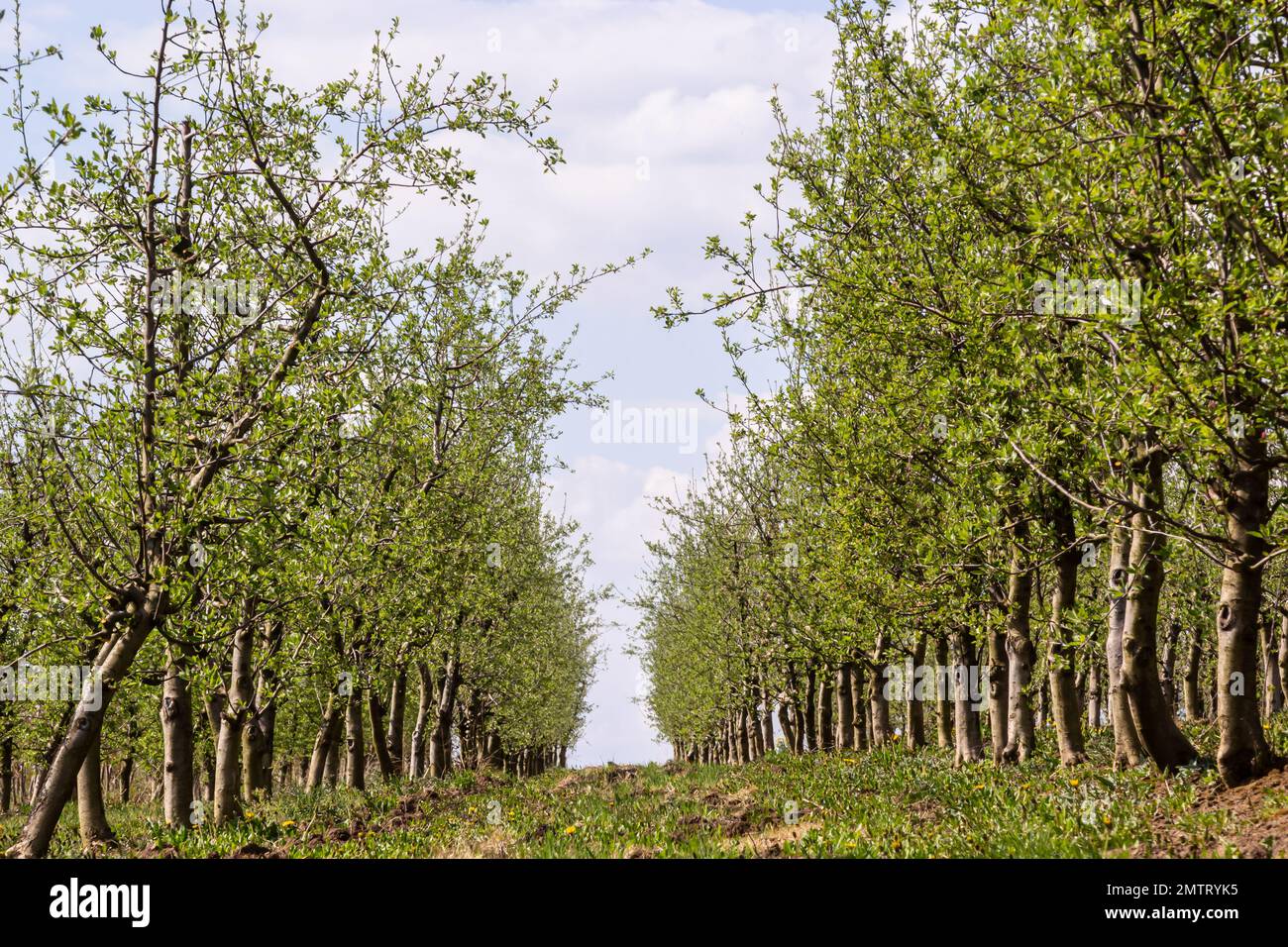 Fruit trees planted in a row on the farm. Early spring agricultural work. Apple orchard. Furrows on the ground. Fields for different crops. Agricultur Stock Photo