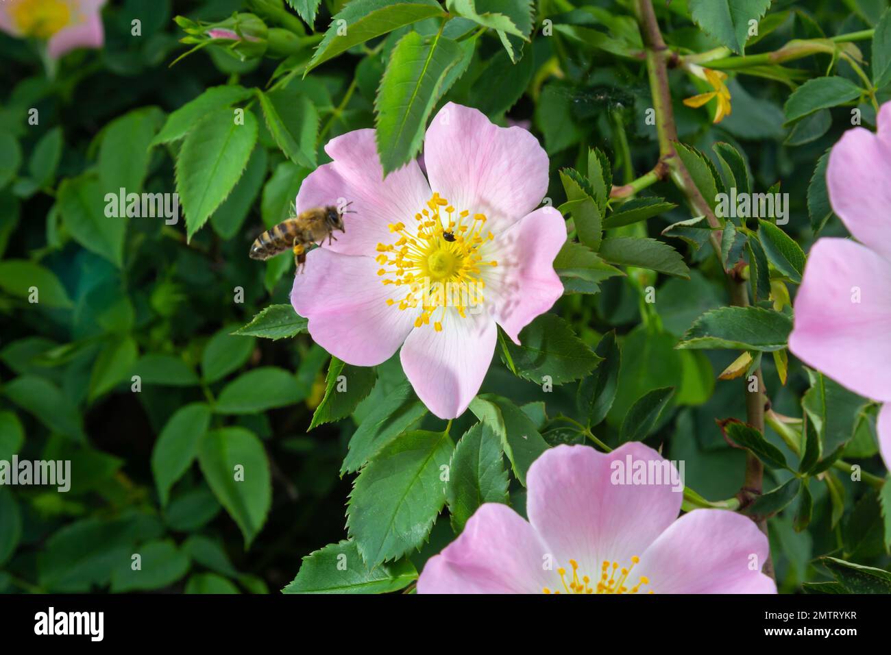 Honey bee Apis Mellifera is collecting pollen on white flower of bush dog rose. Latin rosa canina, similar to a sweet briar also called eglantine stat Stock Photo