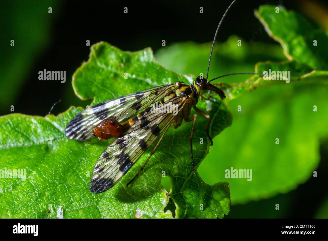 Panorpa communis is the common scorpionfly a species of scorpionfly. Its are useful insects that eat plant pests. Stock Photo