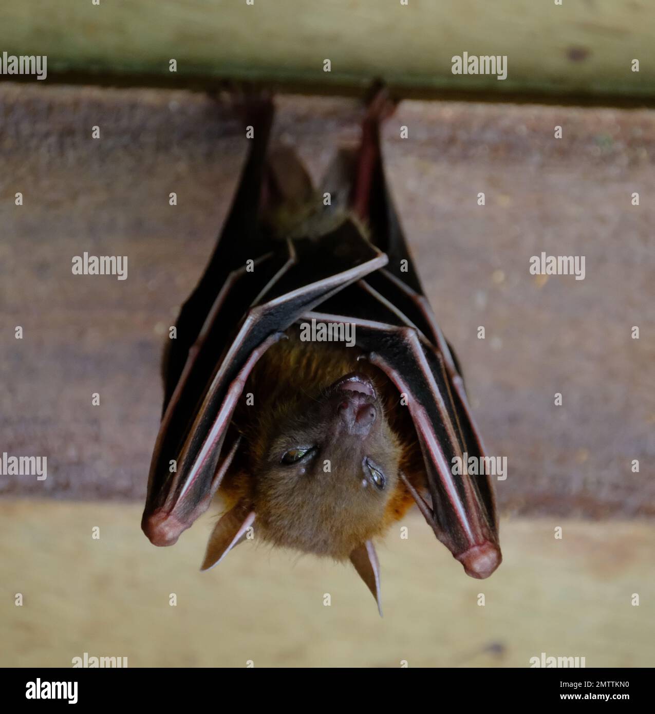A closeup of an Indonesian short-nosed fruit bat sleeping, hanging ...