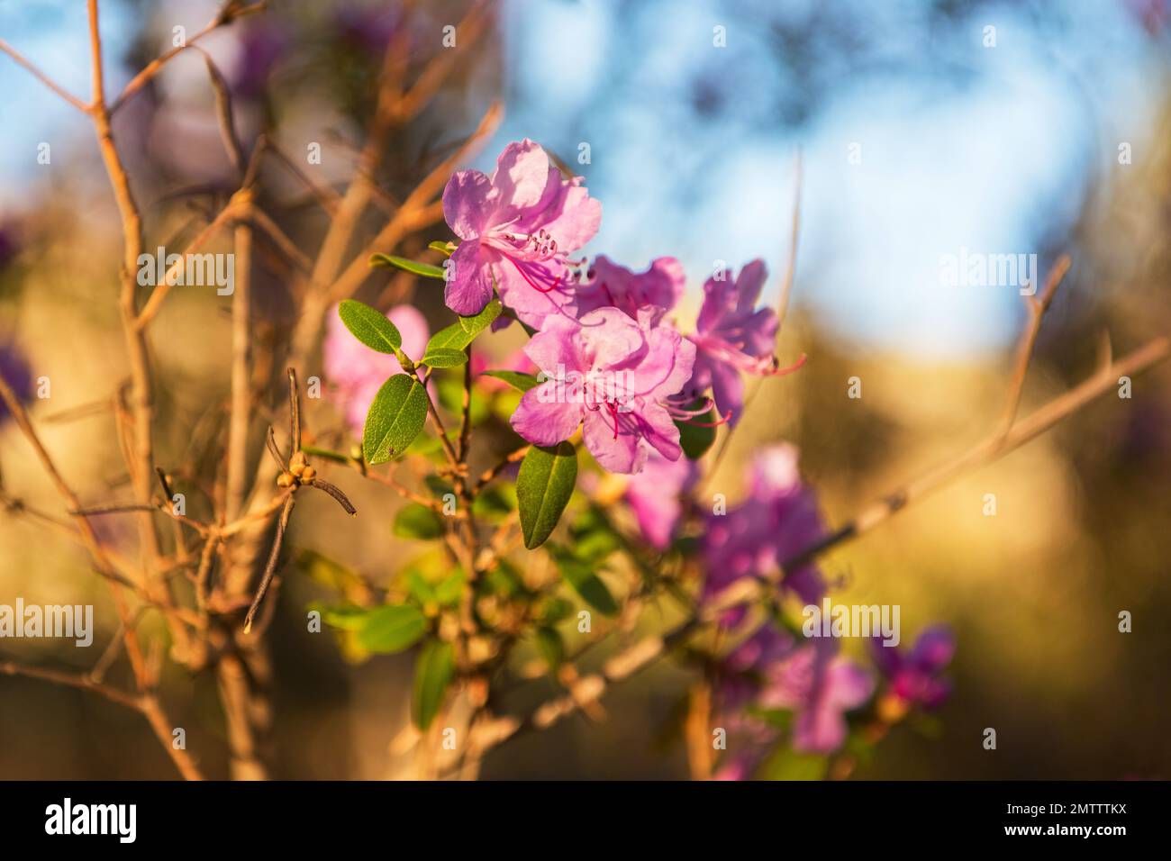 Flowering rhododendron in the Altai mountains, maralnik, natural background Stock Photo