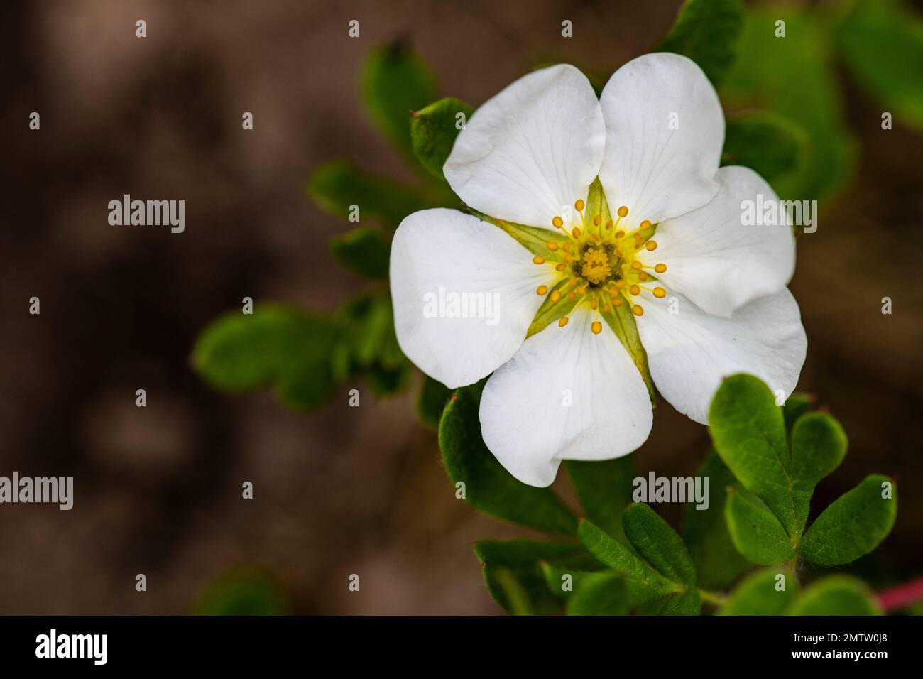 Potentilla alba, White Cinquefoil, perennial, groundcover, white flower close-up, macro shot Stock Photo