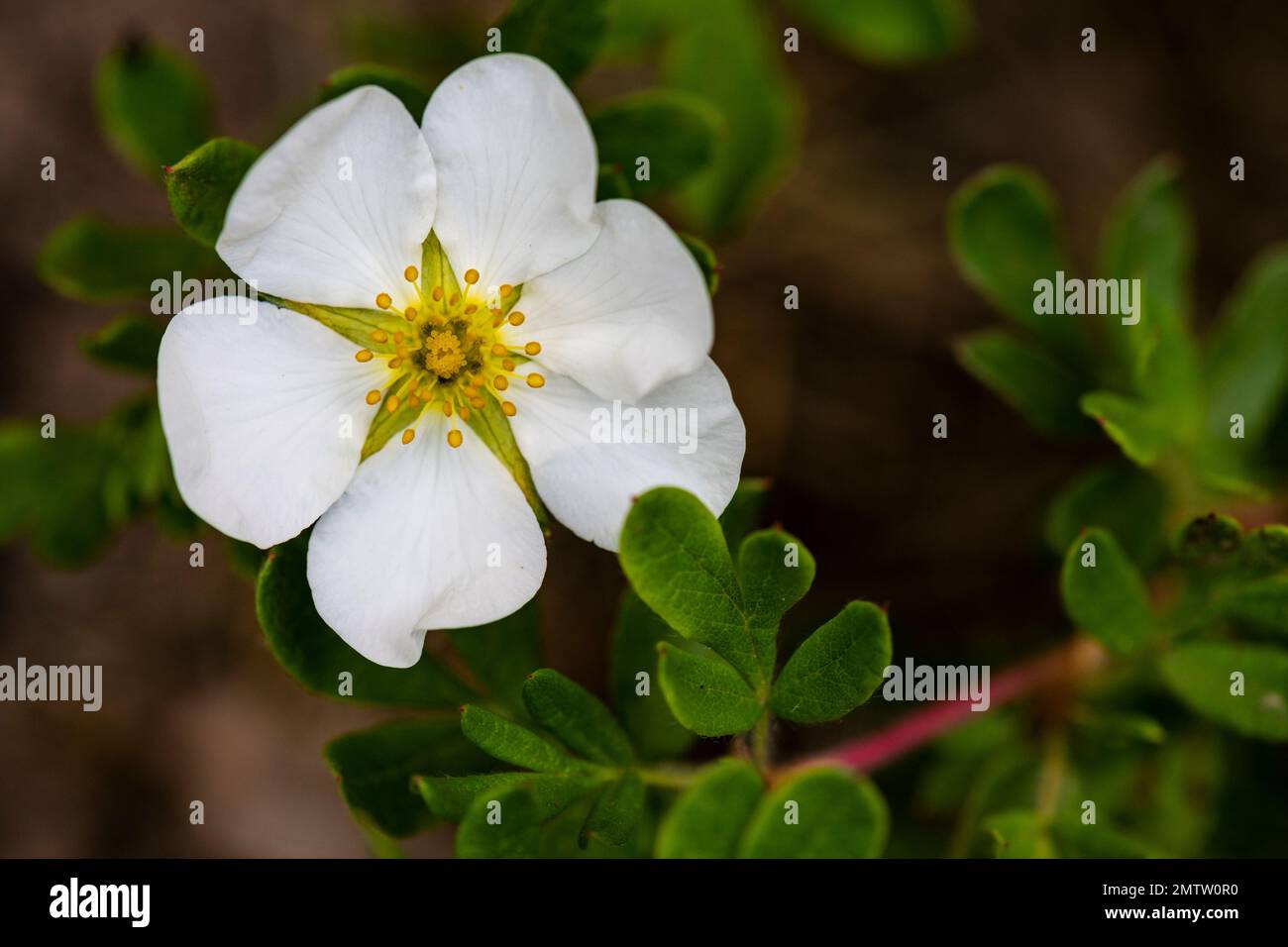 Potentilla alba, White Cinquefoil, perennial, groundcover, white flower close-up, macro shot Stock Photo