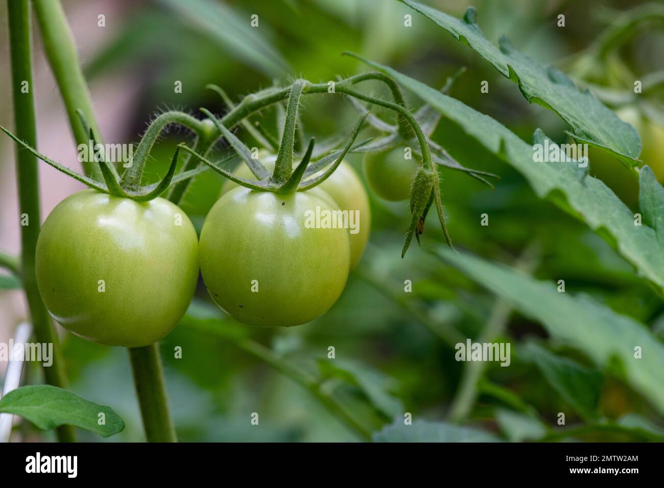 Backyard vegetable garden, growing fresh pure produce for the table. Stock Photo