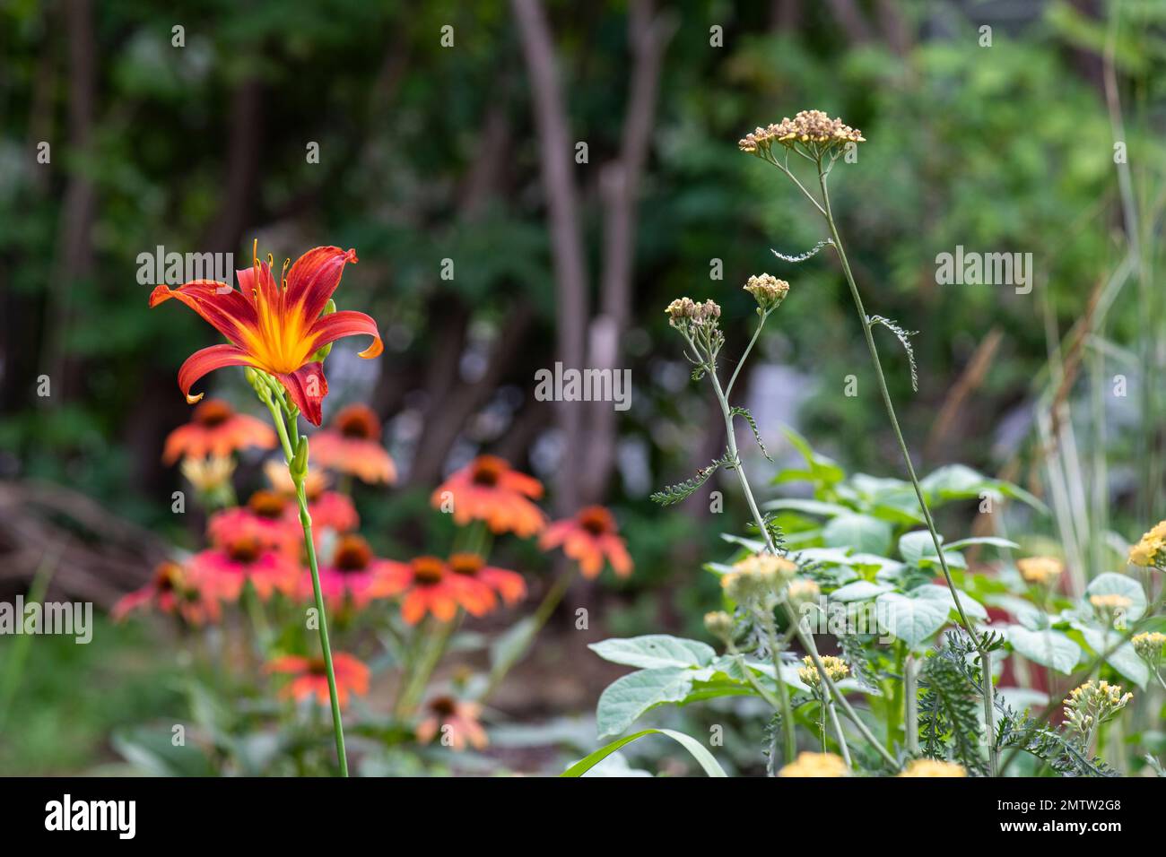 Orange daylily, Hemerocallis fulva, in English style cottage garden large, tall Stock Photo