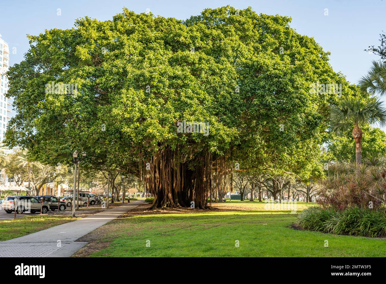 Saint Petersburg, Florida - January 31, 2023: Banyan tree is a