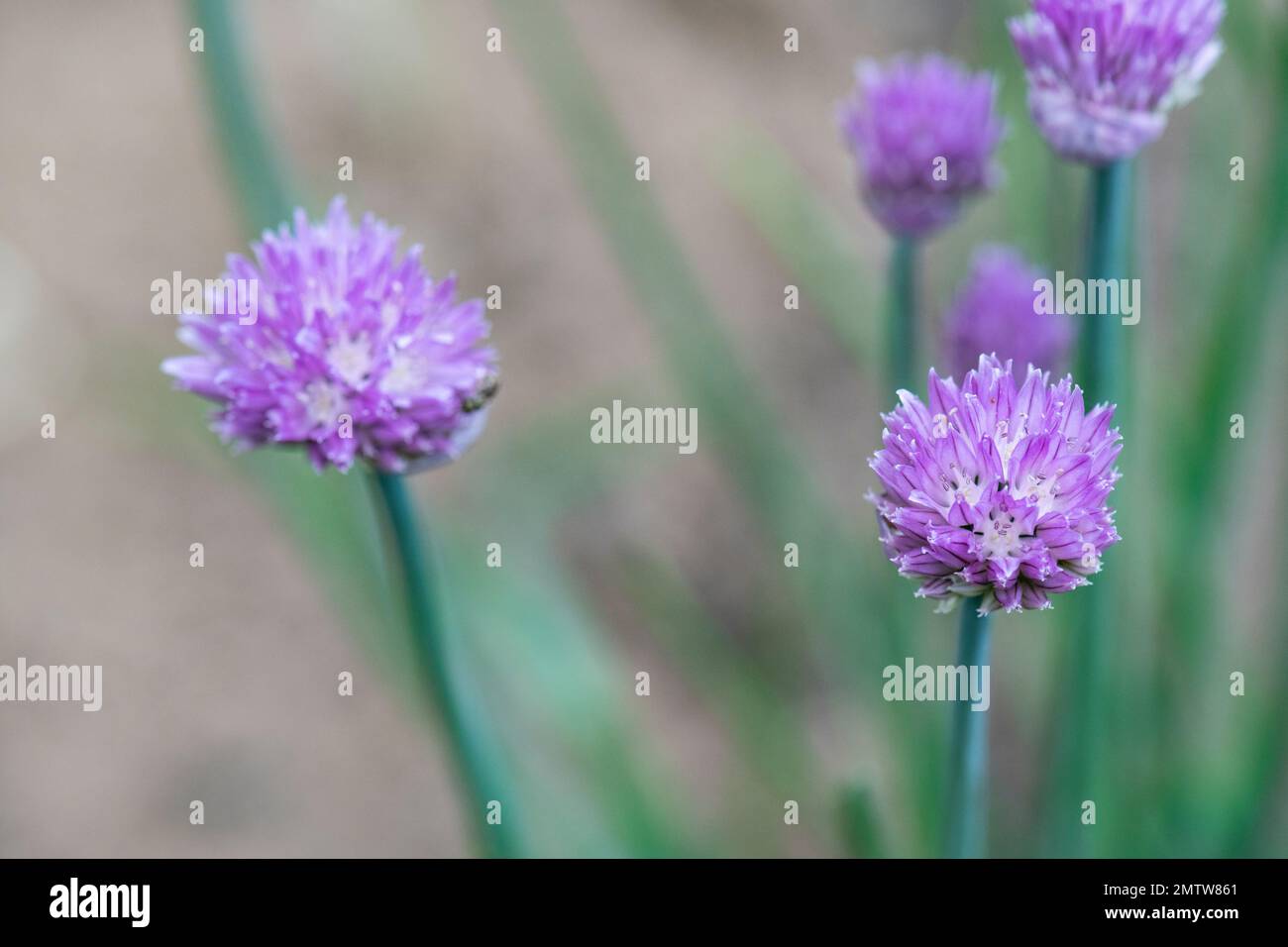 Allium schoenoprasum, Chives, growing in a garden, tasty edible, and