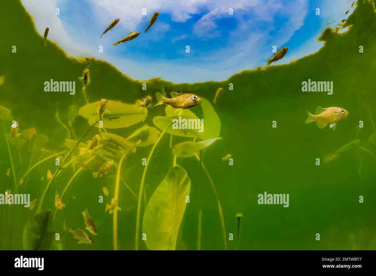 Sunfish, Lepomis spp., with water lilies in Lost Canyon Lake, Mecota County, Michigan, USA Stock