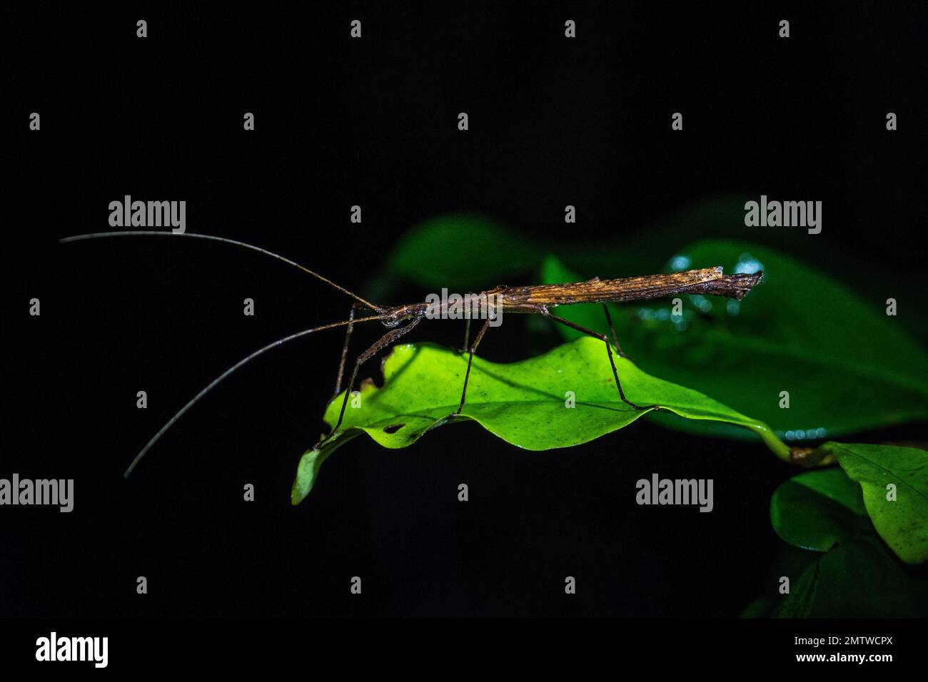 A close-up shot of a Phasmatidae on a green leaf with a black background Stock Photo