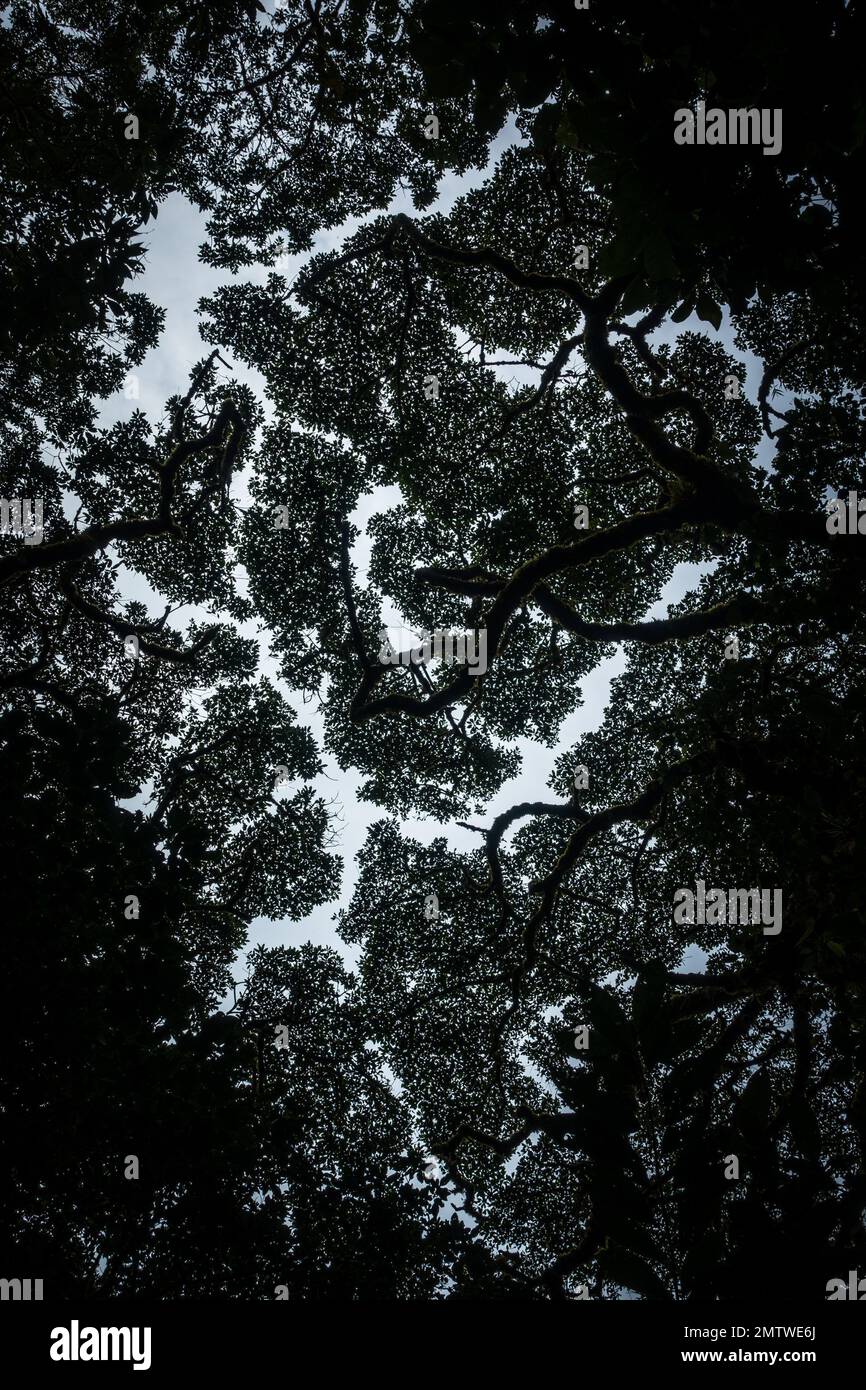 A vertical shot of silhouettes of trees in a forest Stock Photo - Alamy