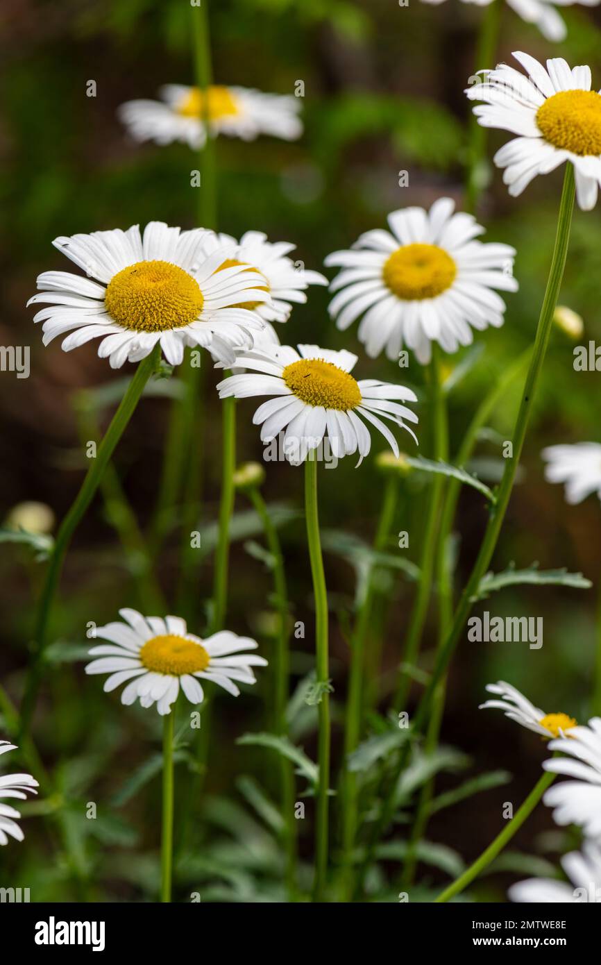 Leucanthemum vulgare, common, ox-eye daisy, invasive European native plane Stock Photo