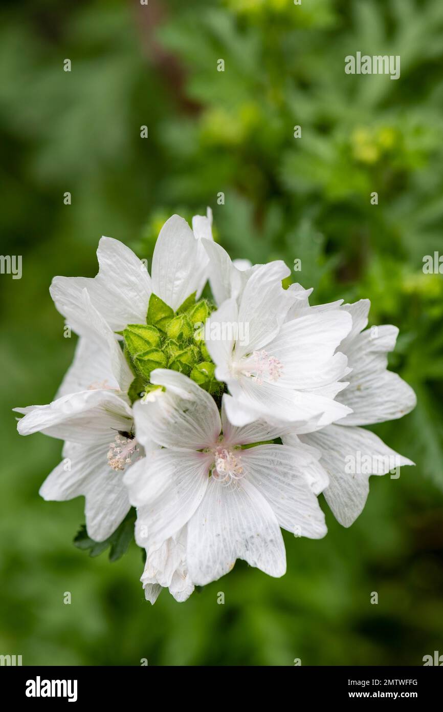 Flowering plant . Malva moschata, white musk mallow,  musk-mallow, garden Brownsburg, Quebec Stock Photo