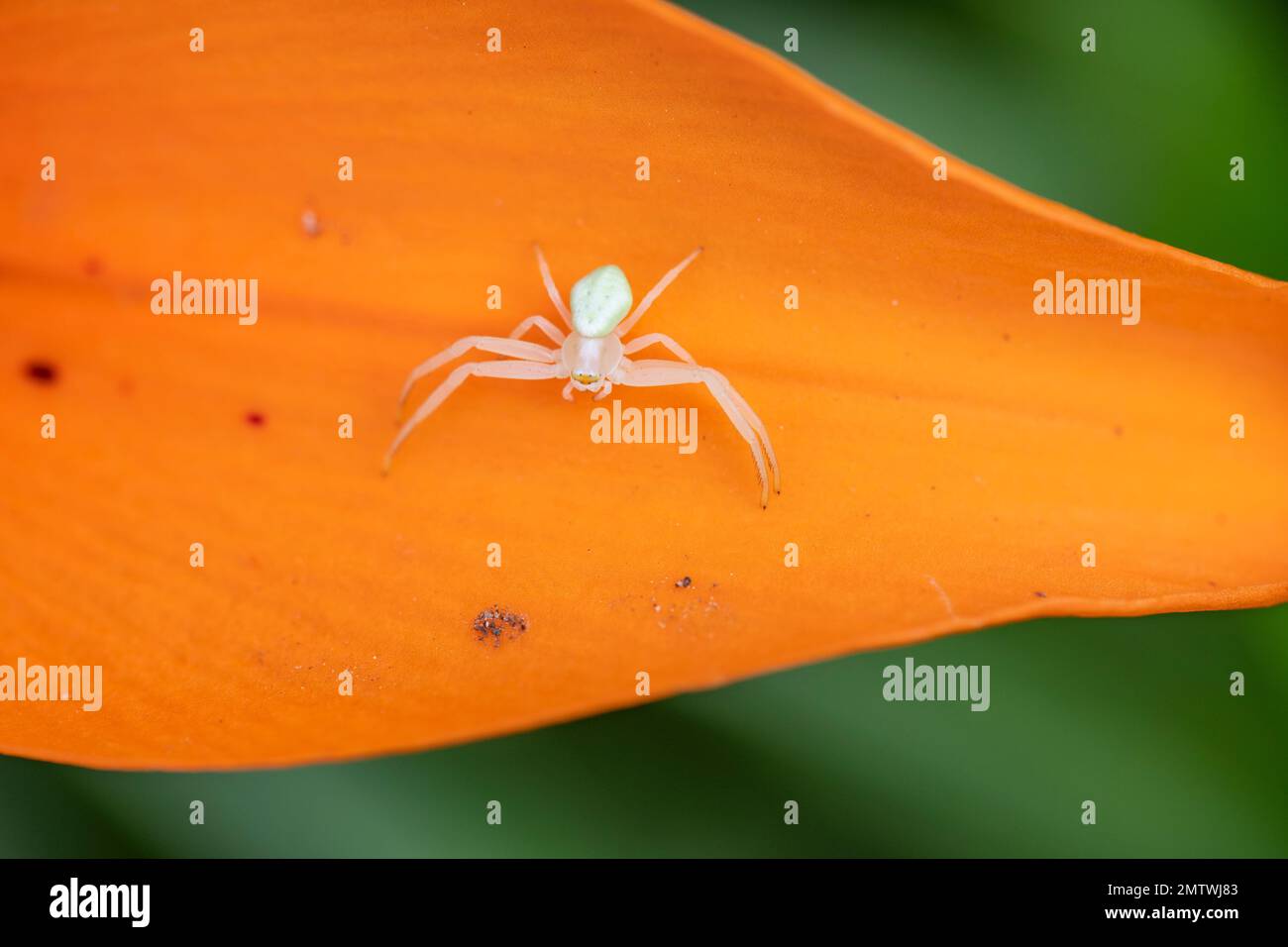 Misumessus oblongus, crab spider, crab flower spider, on flower leaf