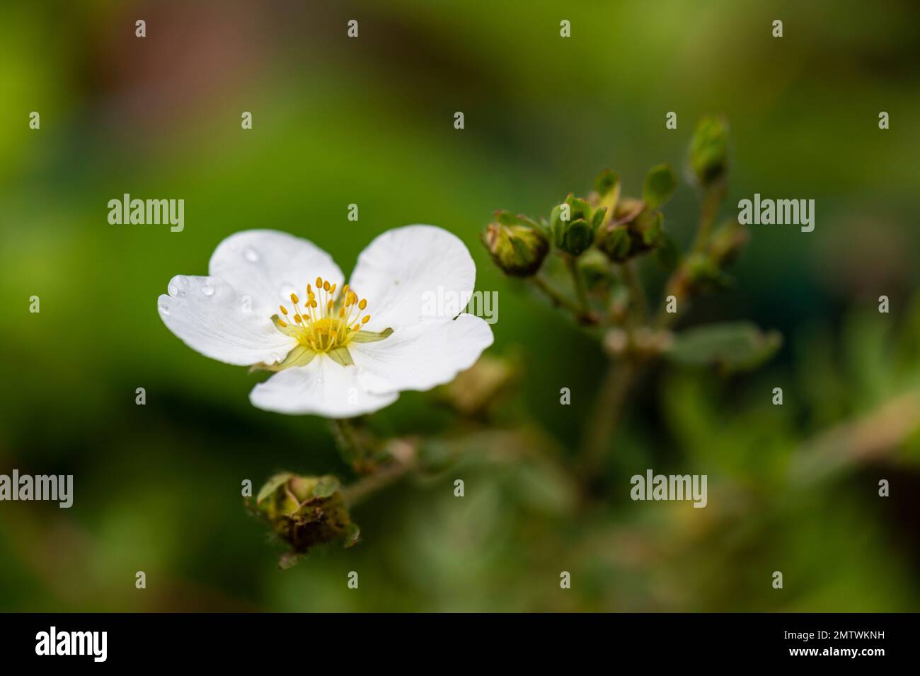 Alpine strawberry flower hi-res stock photography and images - Alamy