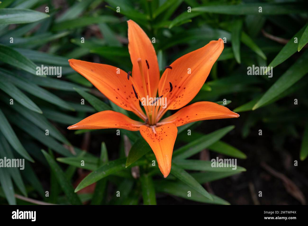 Lilium bulbiferum, Orange Lily in full bloom, close-up, in a garden, Brownsburg, Quebec Stock Photo