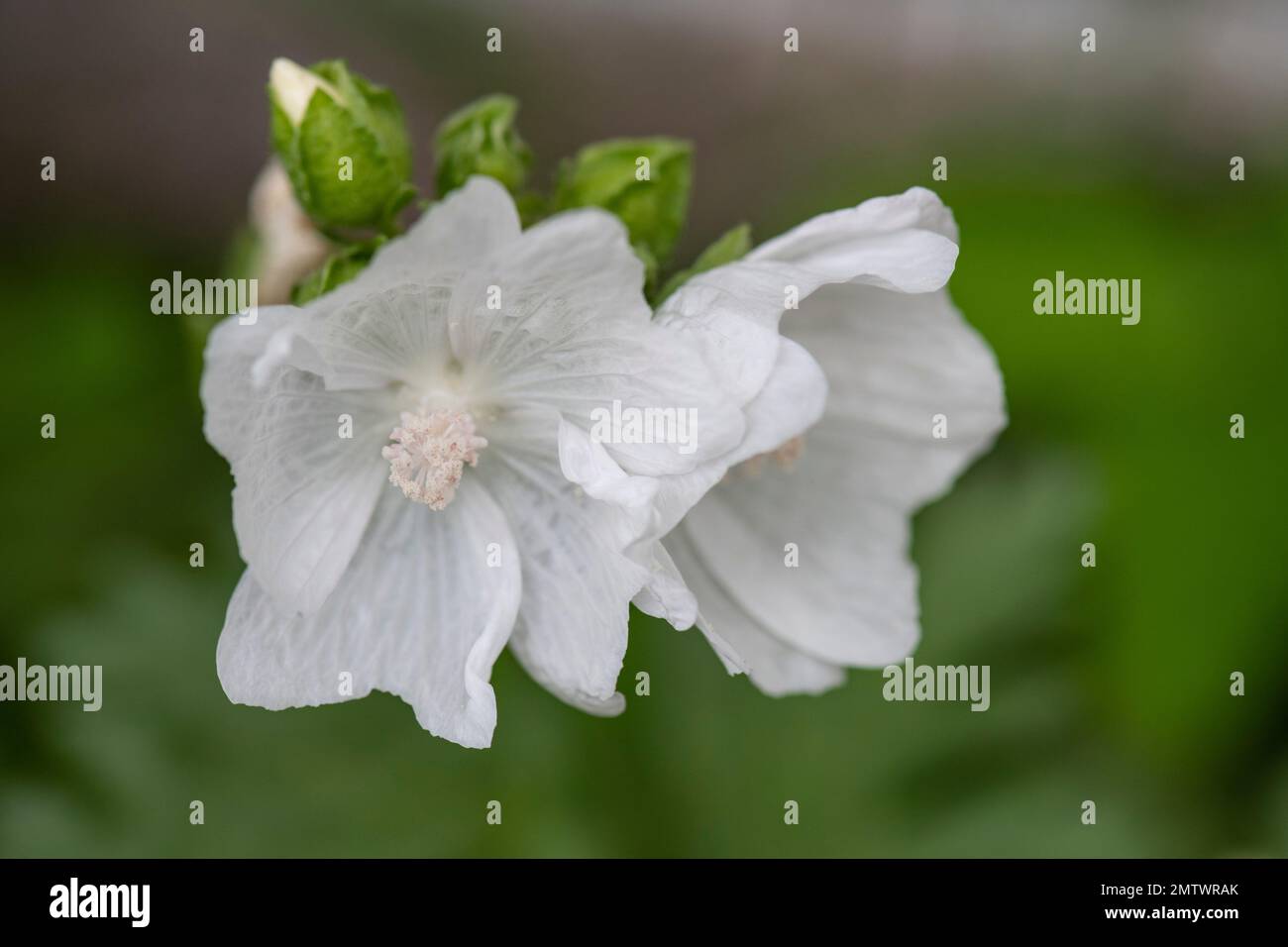 Flowering plant . Malva moschata, white musk mallow,  musk-mallow, garden Brownsburg, Quebec Stock Photo
