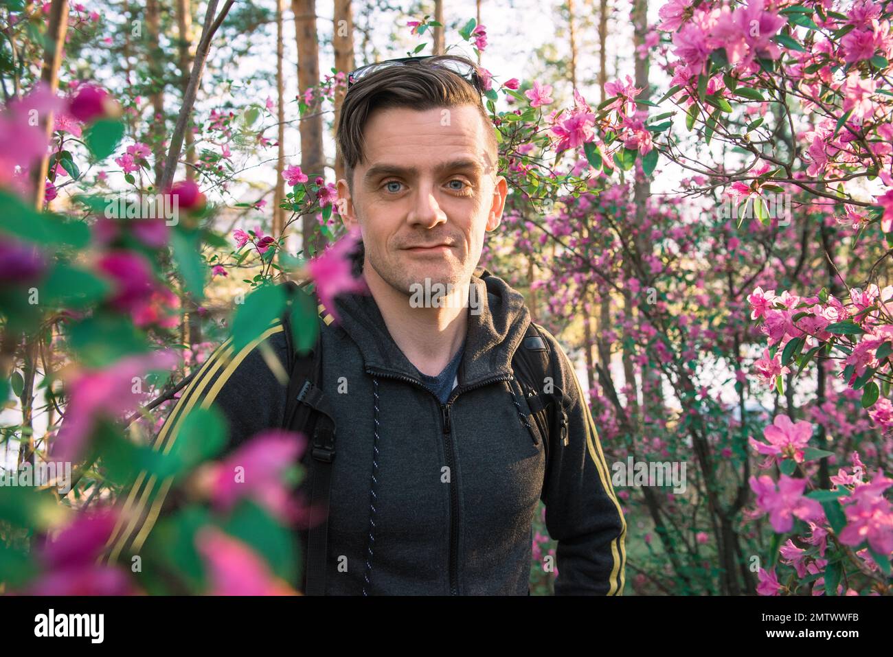 Man travelling in Altai mountains on spring beautiful booming pink Rhododendron flowers background Stock Photo