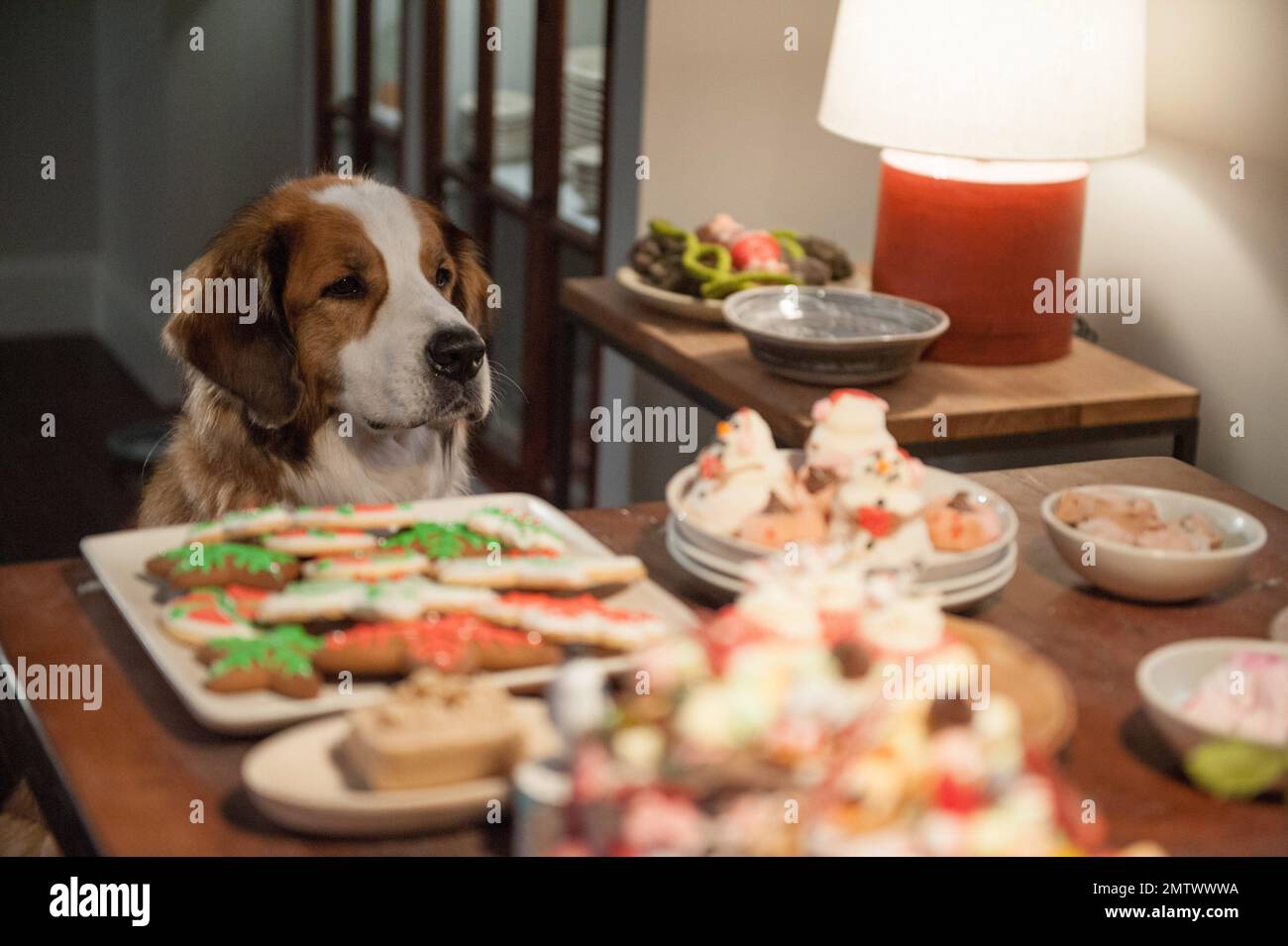 What Breed Of Dog Is In Love The Coopers