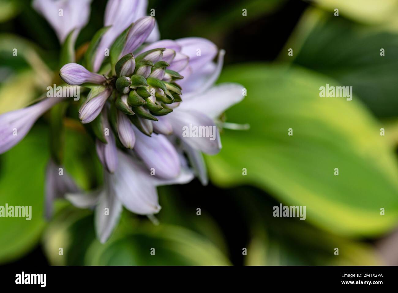 Hosta plant, flowers and leaves in sady garden, Brownsburg, Quebec Stock Photo
