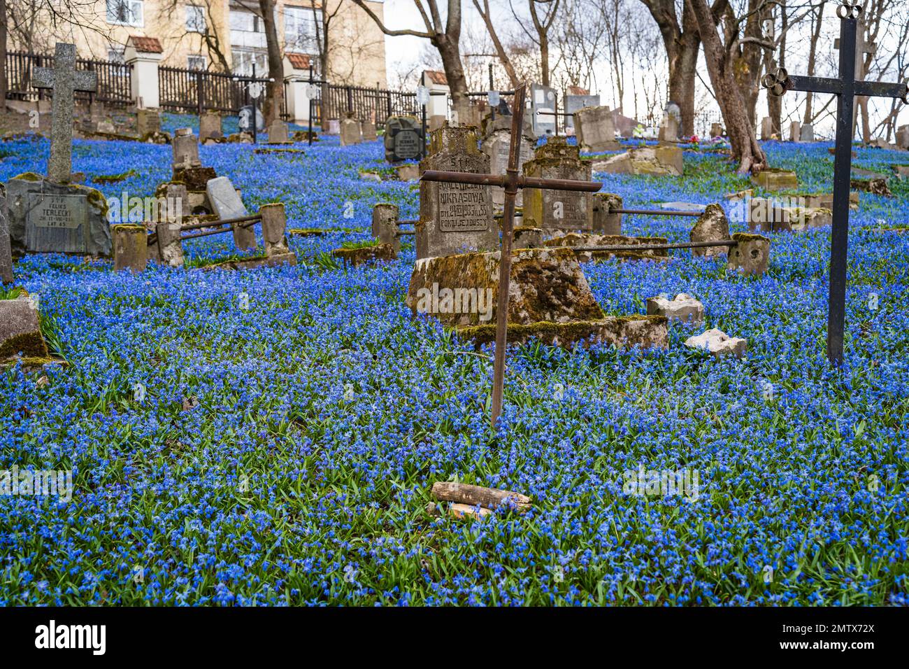 Carpet of blooming blue wood squills Scilla siberica at the Bernardine Cemetery in Vilnius in the spring Stock Photo