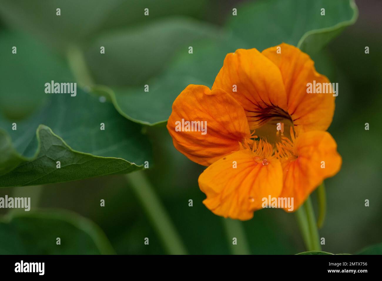Nasturtium flowering in English country cottage garden Stock Photo Alamy