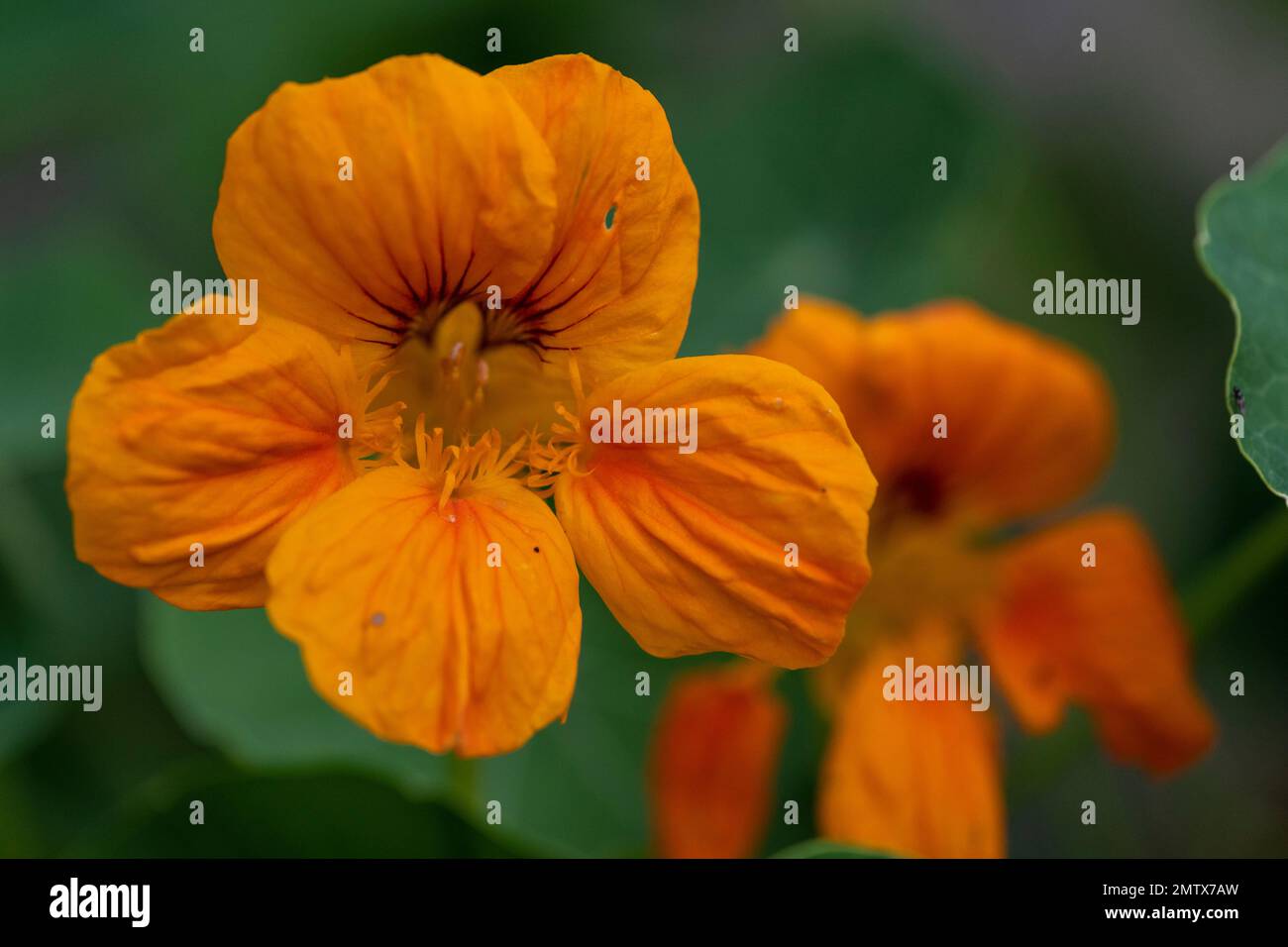 Nasturtium flowering in English country cottage garden Stock Photo Alamy