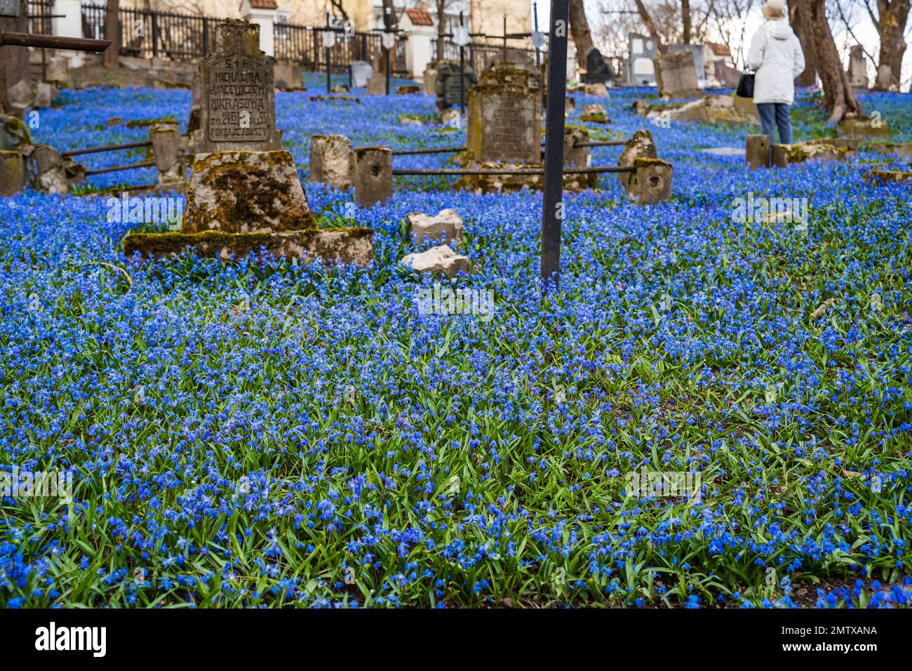 In late March - early April, the territory of the Bernardine Cemetery in Vilnius is covered with a blue carpet of blooming blue wood squills Scilla Stock Photo