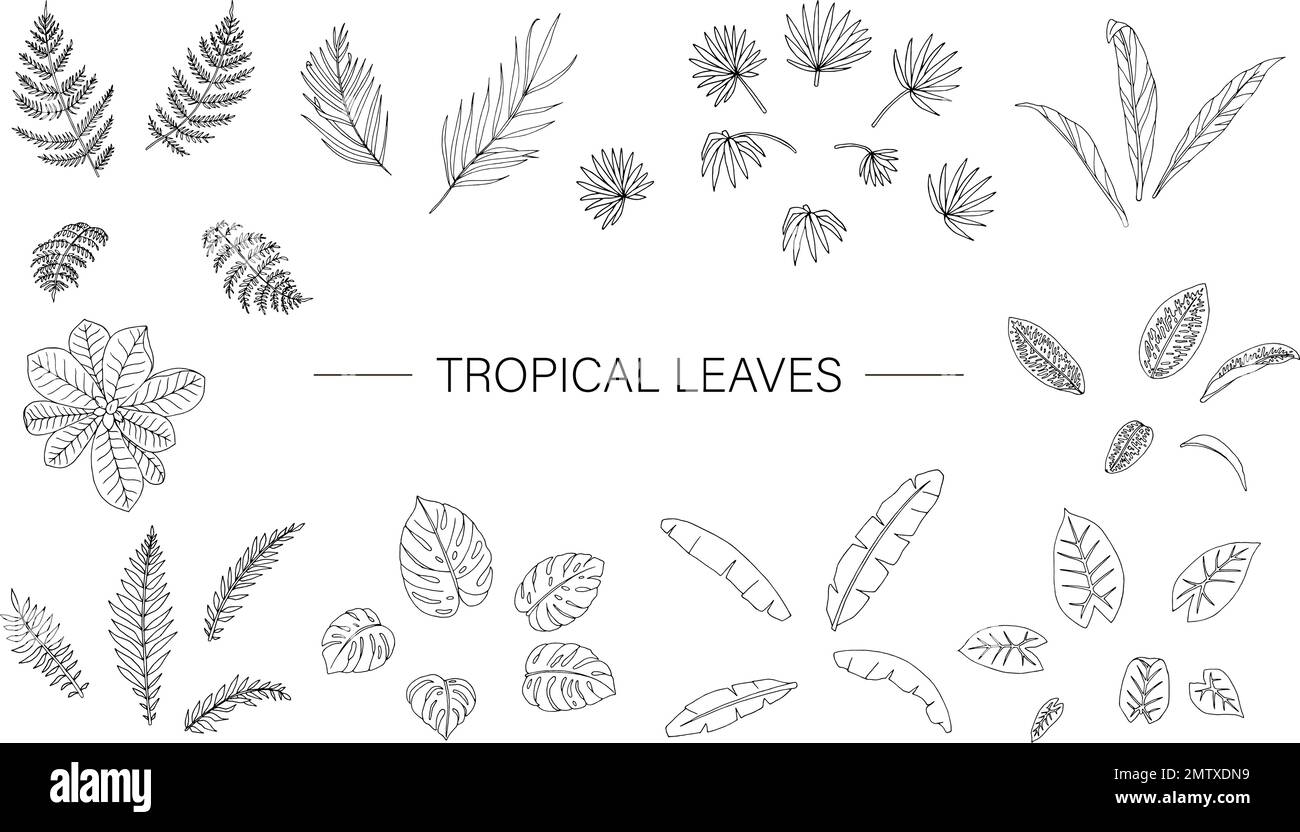 Vector set of tropical plant leaves. Line drawing of jungle foliage. Hand drawn palm tree, banana, monstera, dieffenbachia, Terminalia, fern, alocasia Stock Vector