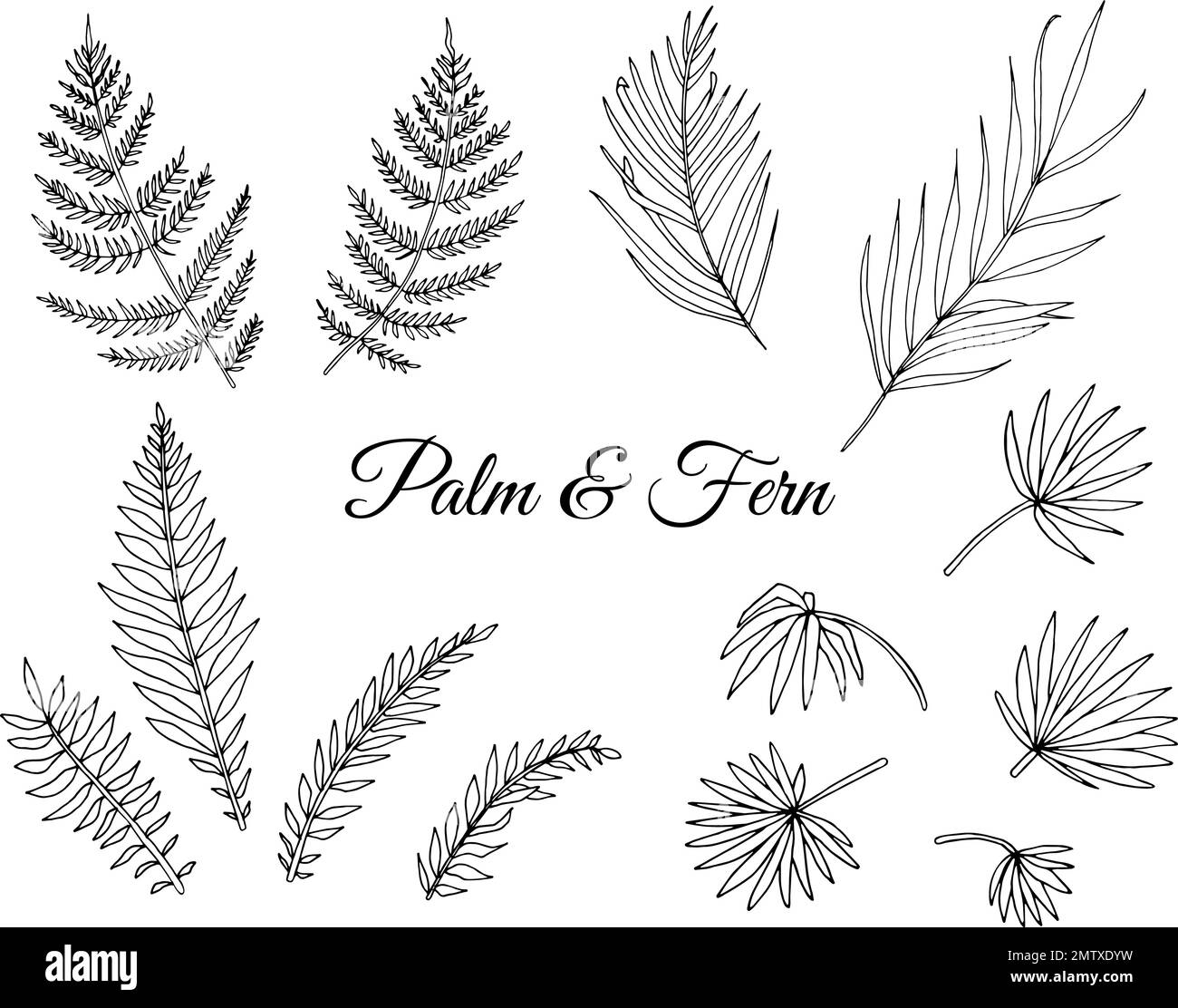 Vector set of tropical fern and palm leaves. Line drawing of jungle