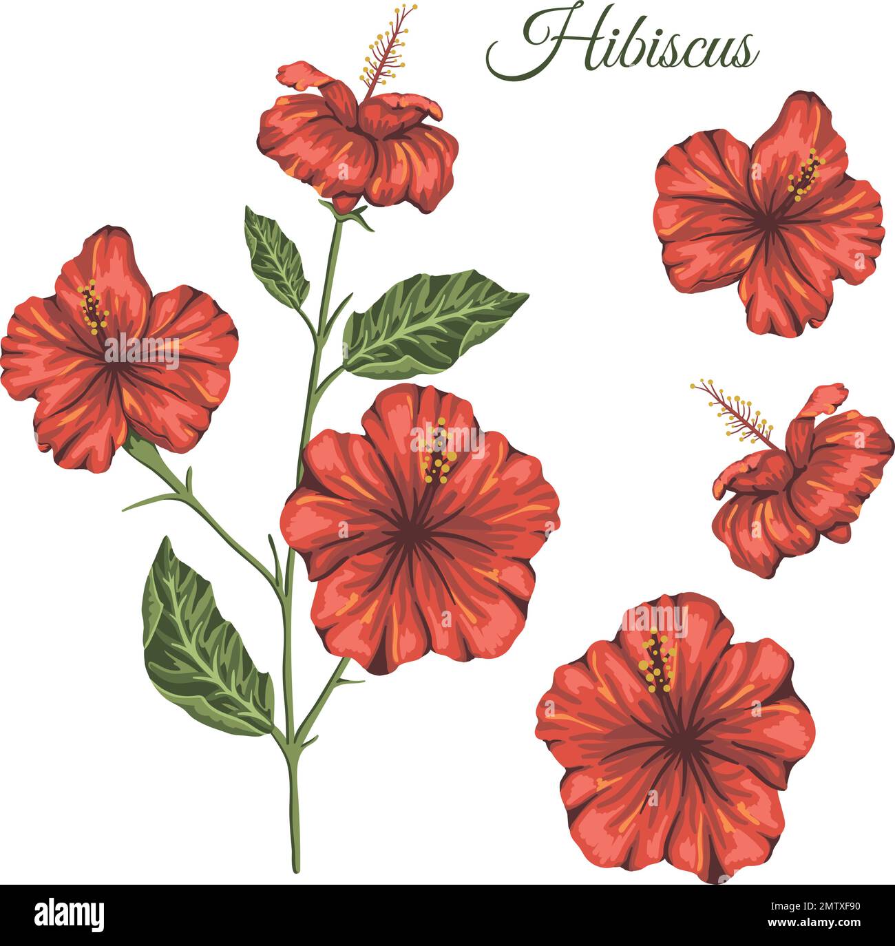 Vector illustration of tropical flower isolated on white background ...