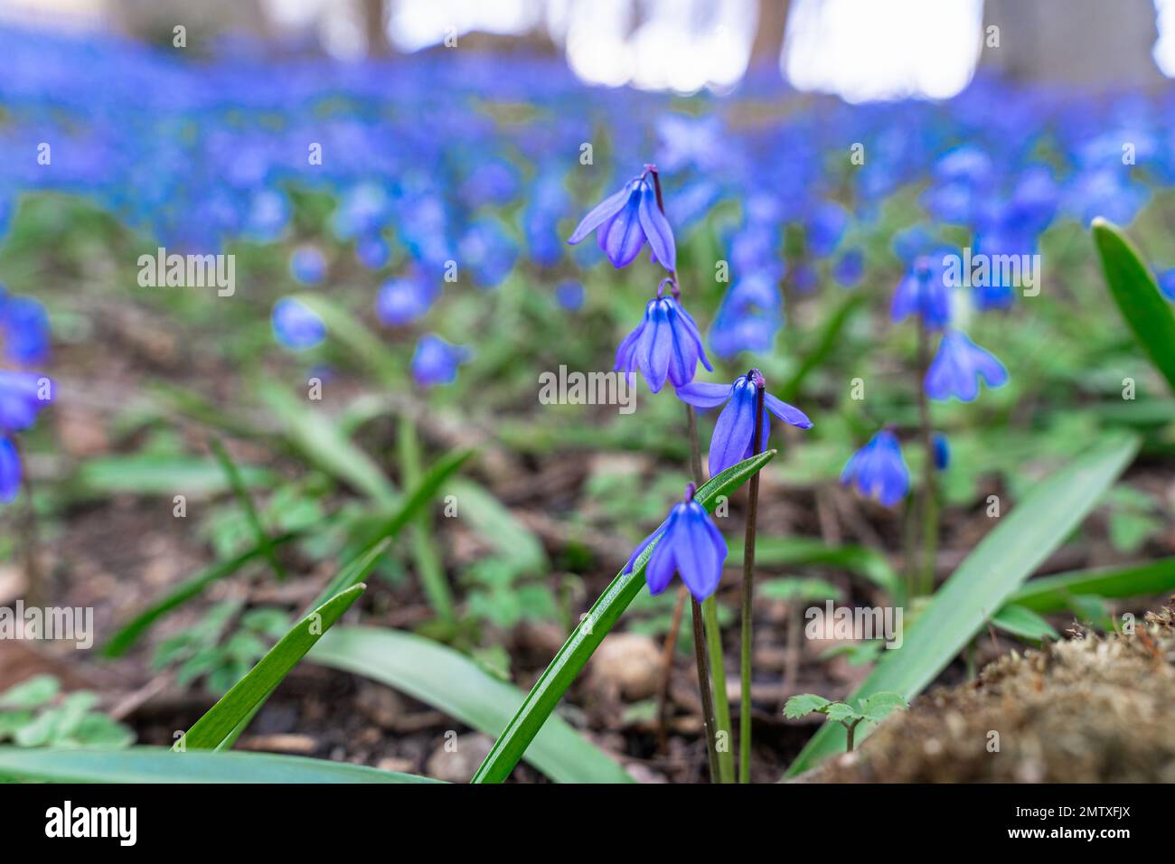 Close-up of the flower of the blue wood squill Scilla Siberica, blooming in late March - early April Stock Photo