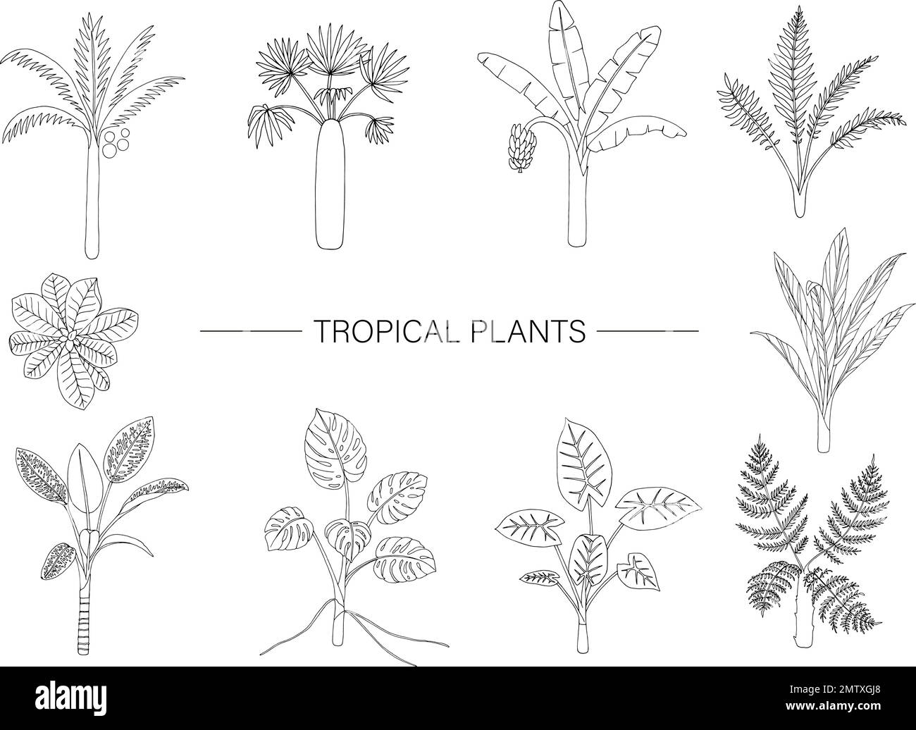 Vector set of tropical plants. Line drawing of jungle foliage. Hand drawn palm tree, banana, monstera, dieffenbachia, Terminalia, fern, alocasia, cord Stock Vector