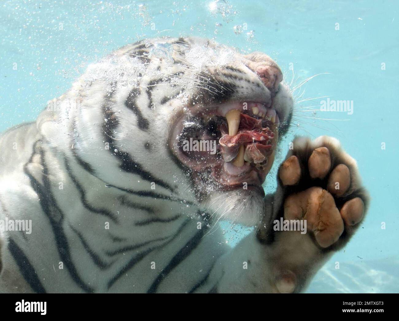 Exclusive!! Most cats avoid bathtime but not these fearsome felines. Odin and Fedor are the Star Attraction at Six Flags Discovery Kingdom in Vallejo, CA.  Odin a seven year old, 435 lb, 10 foot long, White Bengal Tiger was born in captivity and was hand-raised at the zoo. After he was weaned, his British trainer, Lee Munro discovered something remarkable, when a lump of meat was thrown into a pool of water, Odin would willingly dive in after it and devour it. Munro hurls ball size chunks of meat into a glass walled pool and Odin pounces in after them while visitors can watch him gliding throu Stock Photo