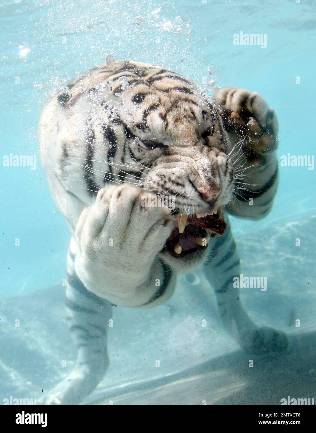 Exclusive!! Most cats avoid bathtime but not these fearsome felines. Odin and Fedor are the Star Attraction at Six Flags Discovery Kingdom in Vallejo, CA.  Odin a seven year old, 435 lb, 10 foot long, White Bengal Tiger was born in captivity and was hand-raised at the zoo. After he was weaned, his British trainer, Lee Munro discovered something remarkable, when a lump of meat was thrown into a pool of water, Odin would willingly dive in after it and devour it. Munro hurls ball size chunks of meat into a glass walled pool and Odin pounces in after them while visitors can watch him gliding throu Stock Photo