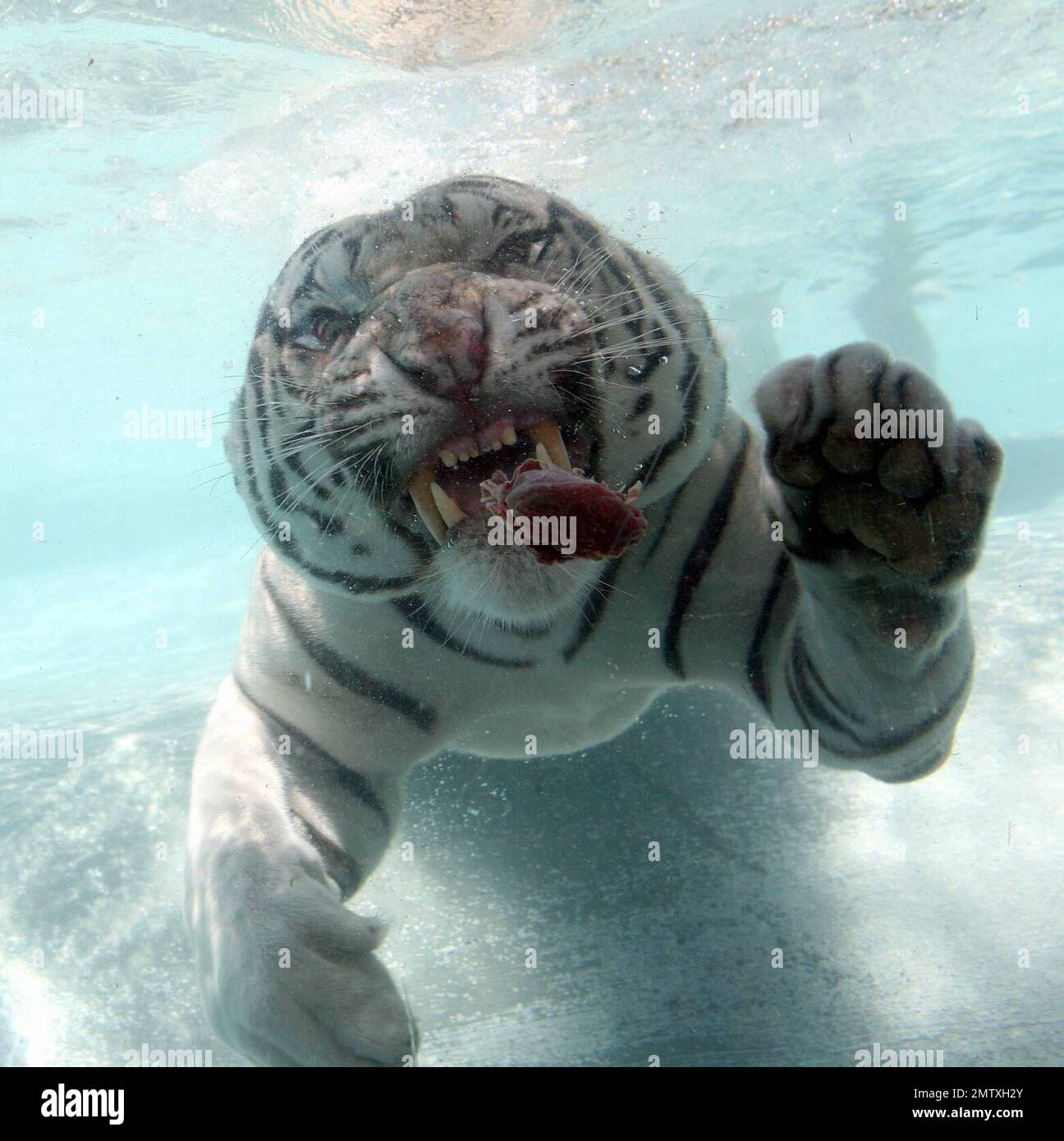 Exclusive!! Most cats avoid bathtime but not these fearsome felines. Odin and Fedor are the Star Attraction at Six Flags Discovery Kingdom in Vallejo, CA.  Odin a seven year old, 435 lb, 10 foot long, White Bengal Tiger was born in captivity and was hand-raised at the zoo. After he was weaned, his British trainer, Lee Munro discovered something remarkable, when a lump of meat was thrown into a pool of water, Odin would willingly dive in after it and devour it. Munro hurls ball size chunks of meat into a glass walled pool and Odin pounces in after them while visitors can watch him gliding throu Stock Photo