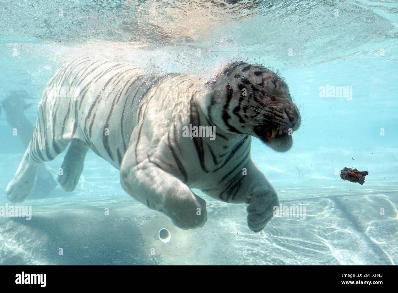 Exclusive!! Most cats avoid bathtime but not these fearsome felines. Odin and Fedor are the Star Attraction at Six Flags Discovery Kingdom in Vallejo, CA.  Odin a seven year old, 435 lb, 10 foot long, White Bengal Tiger was born in captivity and was hand-raised at the zoo. After he was weaned, his British trainer, Lee Munro discovered something remarkable, when a lump of meat was thrown into a pool of water, Odin would willingly dive in after it and devour it. Munro hurls ball size chunks of meat into a glass walled pool and Odin pounces in after them while visitors can watch him gliding throu Stock Photo