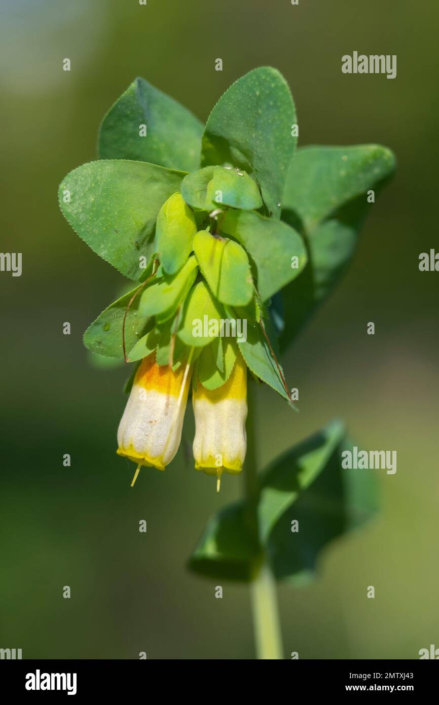 Detail of a group of beautiful flowers of the Palomera or Cerinthe gymnandra plant, family of the Boraginaceae Stock Photo
