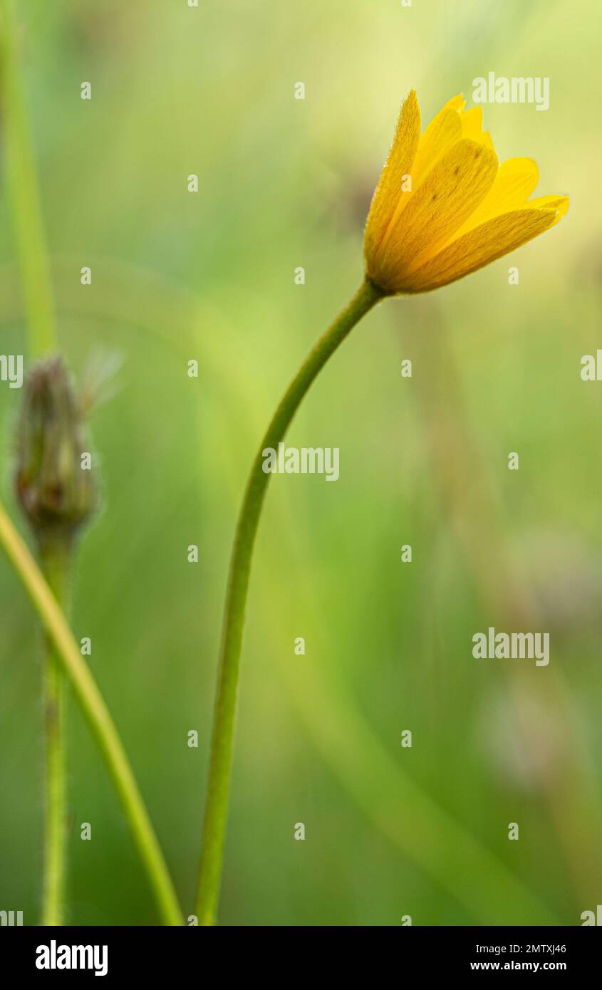 Close up of the beautiful yellow flower of the centella grass, Anemone palmata, herbaceous plant of the ranunculaceae family. Fine art. Stock Photo