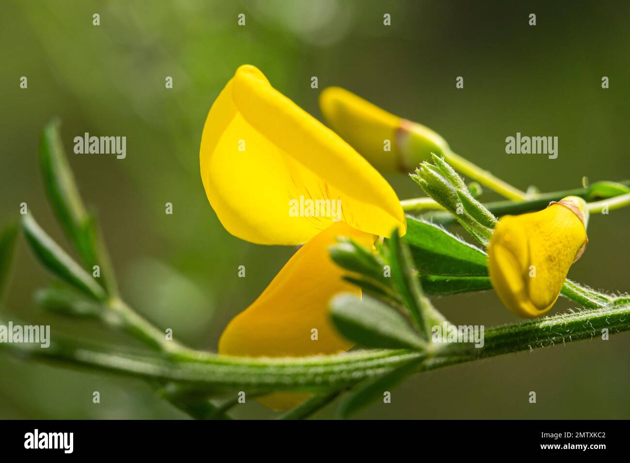 Close up yellow flowers of Cytisus scoparius,syn. Sarothamnus scoparius, common broom or Scotch broom. Family Fabaceae, Spring, Netherlands Stock Photo
