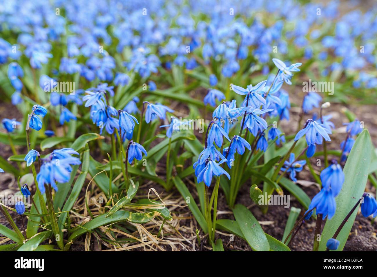 A clearing of flowering wood squills Scilla Siberica in the spring. Flowering time - late March - early April. Stock Photo