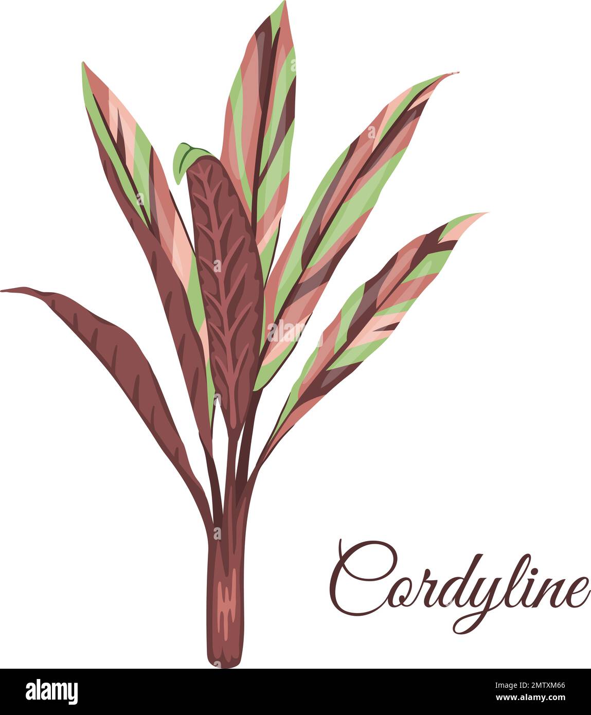 Vector tropical cordyline clip art. Jungle foliage illustration. Hand