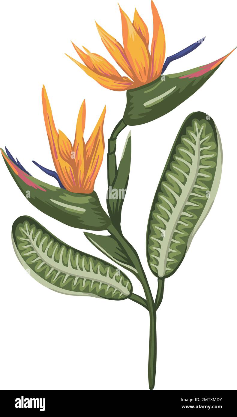 Vector illustration of colored tropical flower isolated on white ...