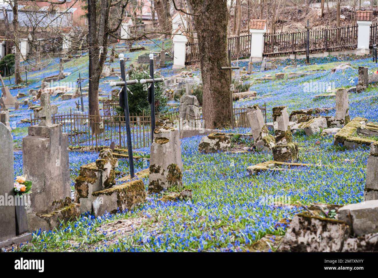 Bernardine Cemetery in Vilnius is dotted with a carpet of blooming blue wood squills Scilla Siberica in the spring Stock Photo