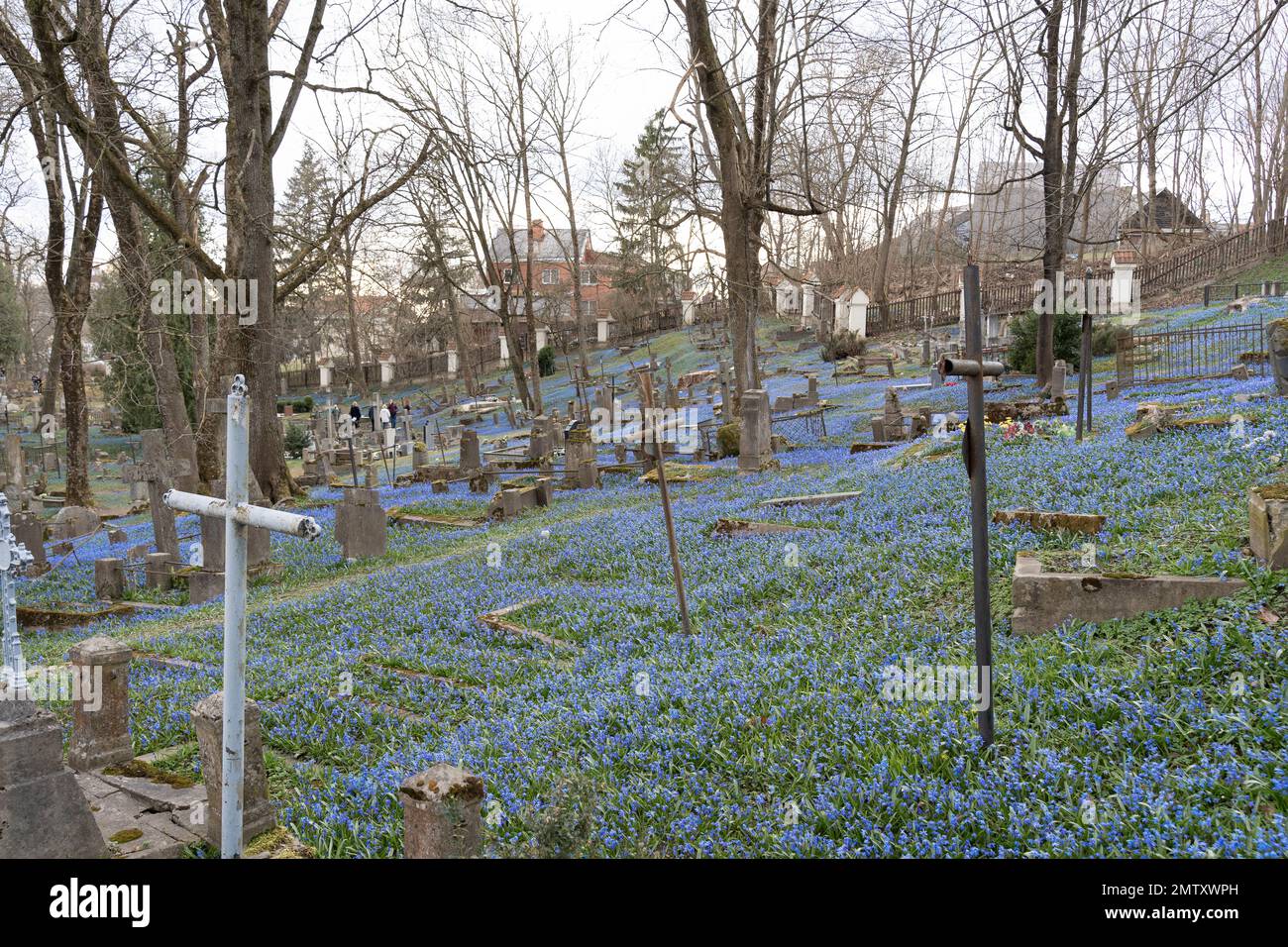 Bernardine Cemetery in Vilnius, Lithuania, is covered with blooming blue flowers wood squills Scilla Siberica in spring Stock Photo