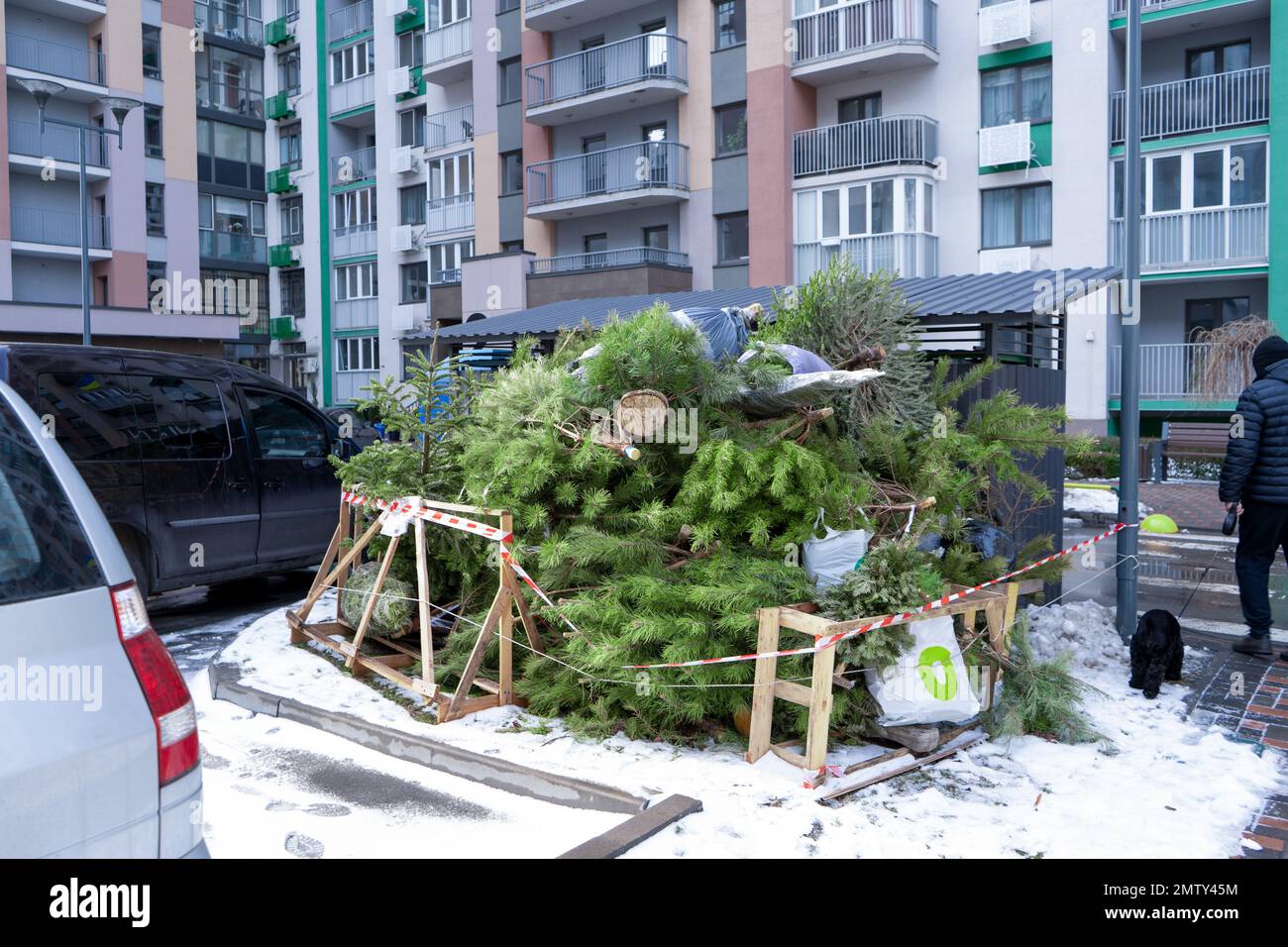 Recycling Christmas trees after the holidays. A Christmas tree thrown