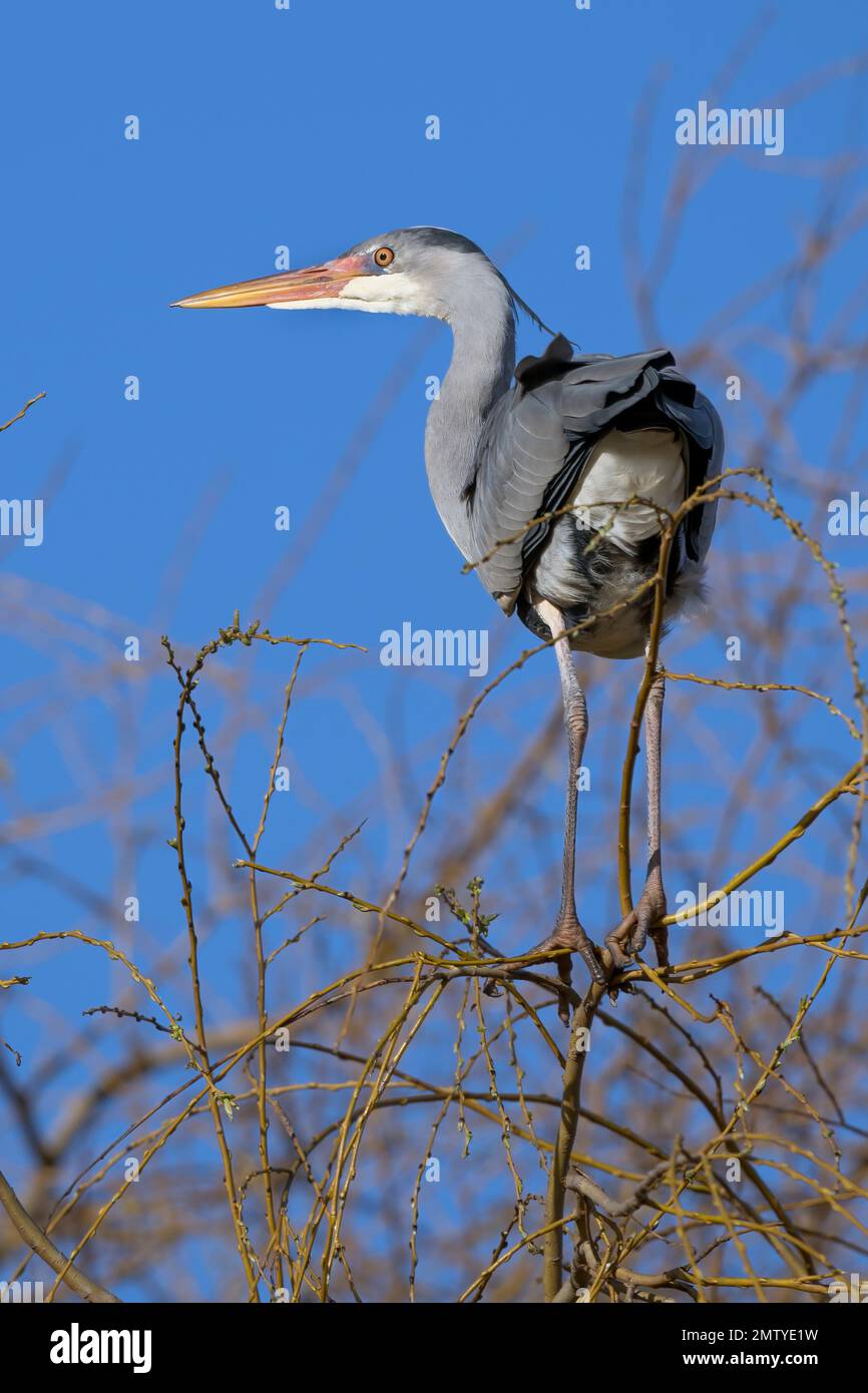 Grey heron balancing high on thin branches to get the best view around Stock Photo