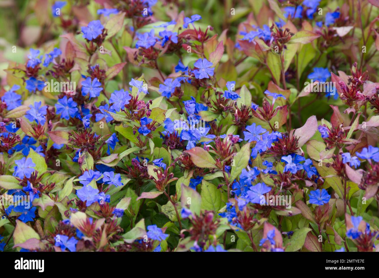 Blue autumn flowers of Ceratostigma willmottianum also known as Chinese plumbago, Ceratostigma plumbaginoides, leadwort or hardy plumbago UK September Stock Photo
