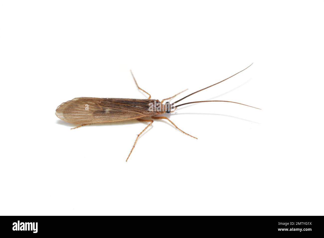 Brown caddisfly trichoptera isolated on white background Stock Photo