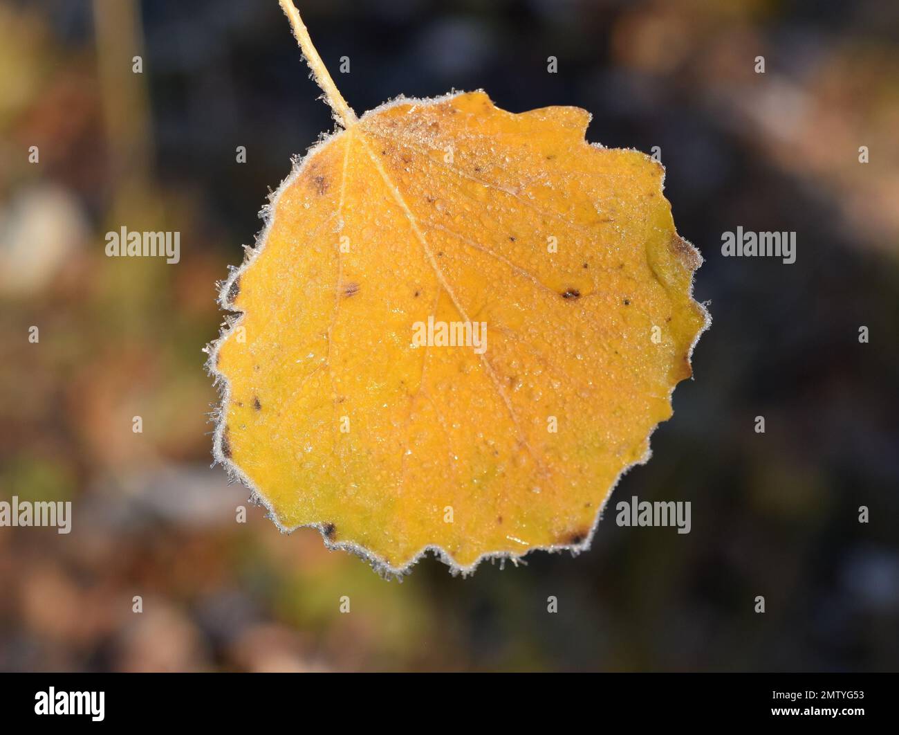 Fallen yellow aspen leaf with rime Stock Photo