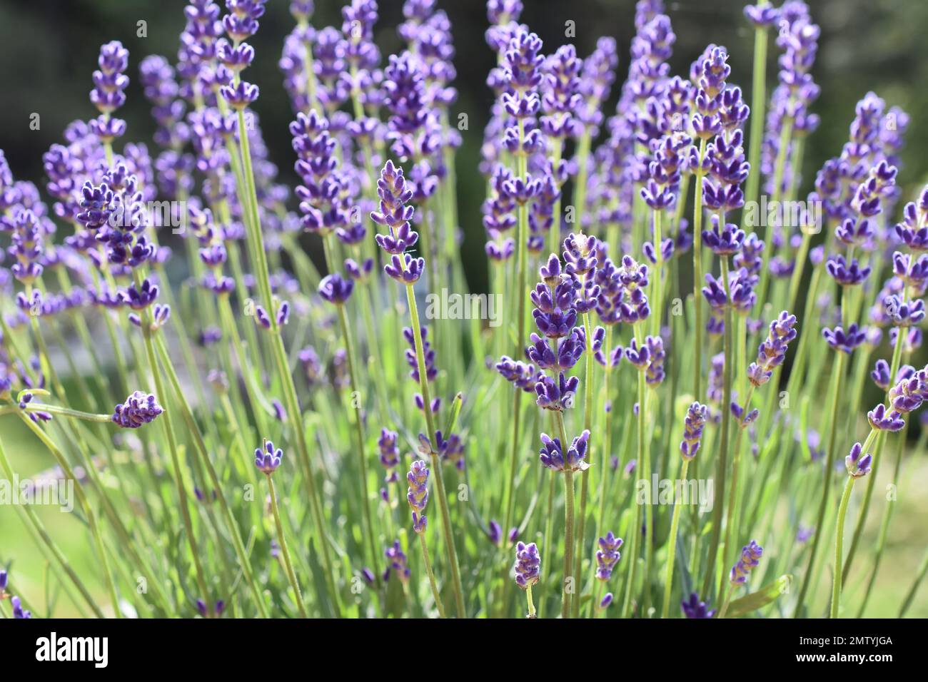 Lavandula angustifolia English lavender purple flowers Stock Photo Alamy